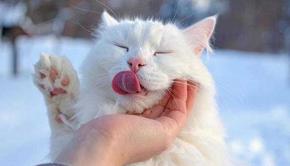 毛づくろいする猫、猫舌 毛づくろいする猫、猫舌の写真