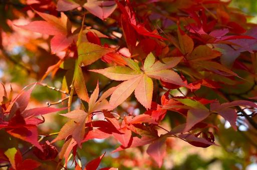 もみじ 紅葉,もみじ,秋の写真素材