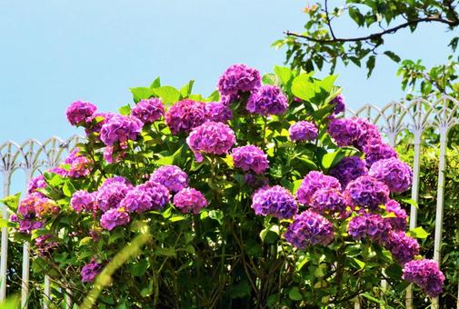 紫の花 紫の花の写真