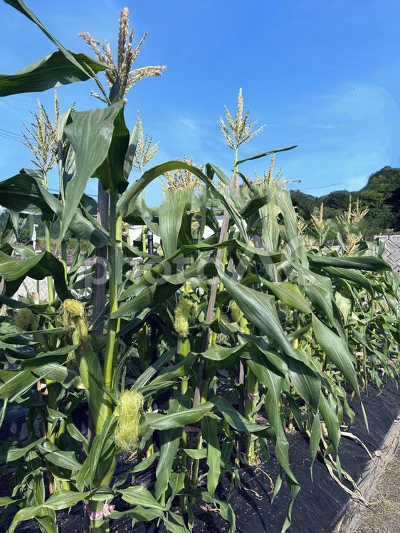とうもろこし畑と青空 とうもろこし,家庭菜園,野菜の写真素材