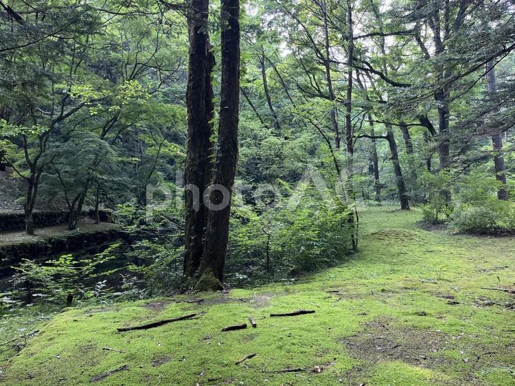 軽井沢 軽井沢,長野,高原の写真素材