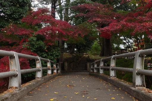 A bridge colored with autumn leaves, bridge, automne, feuilles d'automne, JPG