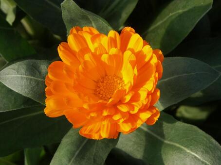 キンセンカ・金盞花　クローズアップ キンセンカ,草花,鮮やかなの写真素材