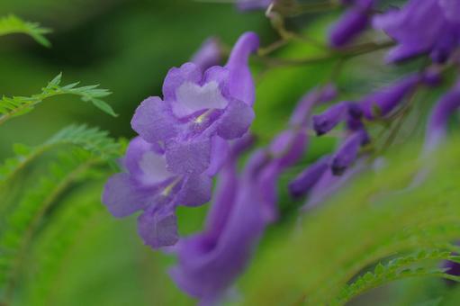 ジャカランダ 紫の花 ジャカランダ 紫の花の写真
