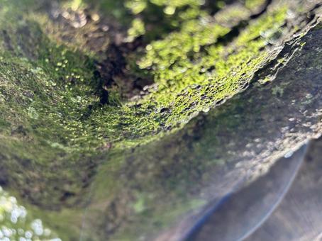 樹皮 植物,木,自然の写真素材
