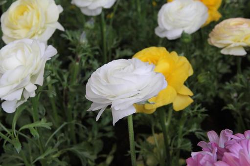 ラナンキュラス・花金鳳花 ラナンキュラス・花金鳳花の写真