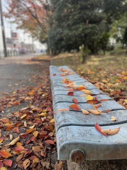 秋の風景 秋,風景,紅葉の写真素材