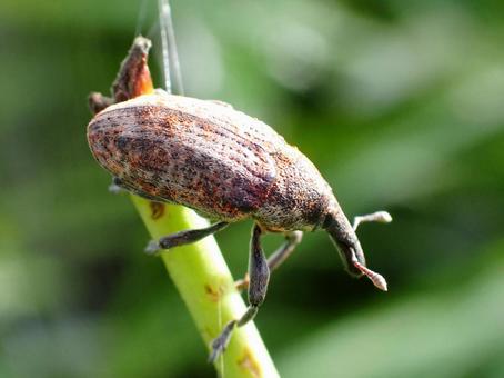 カツオゾウムシ カツオゾウムシ,赤褐色,昆虫の写真素材