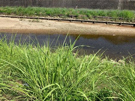 草が生い茂った川岸 草が生い茂った川岸の写真