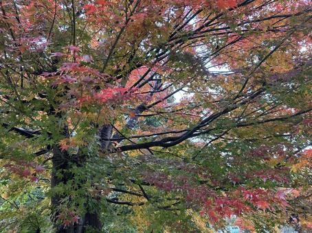 もみじ　紅葉 秋,もみじ,木の写真素材