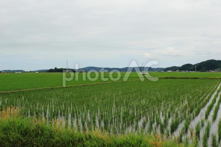 郊外にある緑の水田の風景（軽トラあり）　３ 軽トラ,水田,軽トラックの写真素材