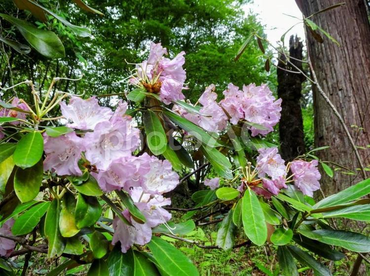 成相寺のシャクナゲ シャクナゲ,花びら,新緑の写真素材