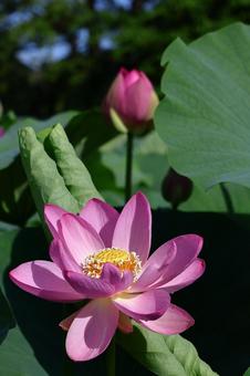 神聖な花 神聖な花 ハス,花,ハス科の植物の写真素材