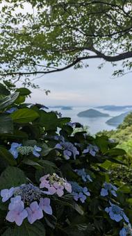 Hydrangeas of Mt. Shiude 7, JPG