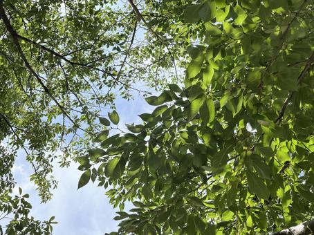 Sunlight filtering through the trees, sunbeams leaves, landscape, natural, JPG