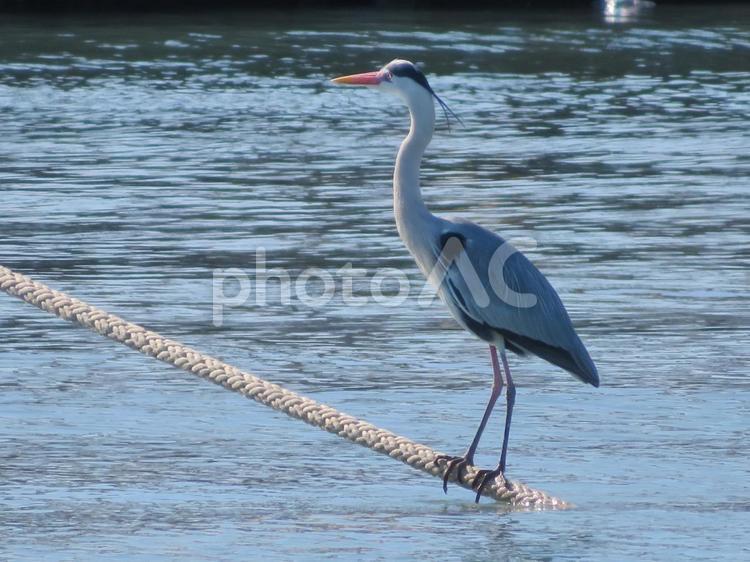 ロープにとまっているアオサギ アオサギ,鳥類,野鳥の写真素材