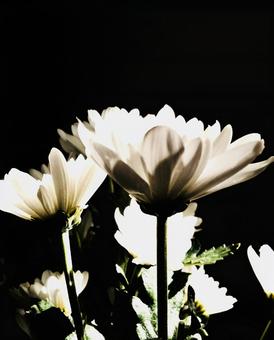 白い花 白い花の写真