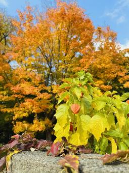 紅葉した鬼灯 紅葉した鬼灯の写真