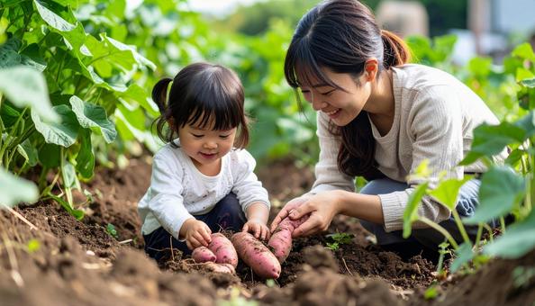 サツマイモ掘りをする親子 サツマイモ掘りをする親子の写真