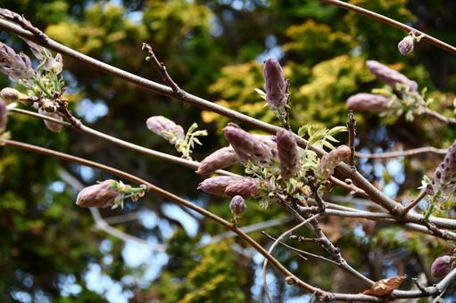 藤の花のつぼみ 藤,フジ,花の写真素材