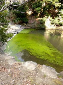 2月、公園の池に発生した水藻 2月、公園の池に発生した水藻 池,水,水辺の写真素材