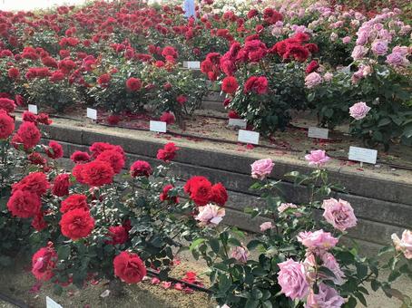 薔薇 福山市,福山,福山ばら祭の写真素材