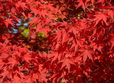 秋イメージ〜鮮やかに色づくモミジ 秋イメージ〜鮮やかに色づくモミジの写真