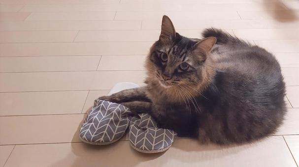 ねこ ねこ 夏,暑い,熱中症の写真素材