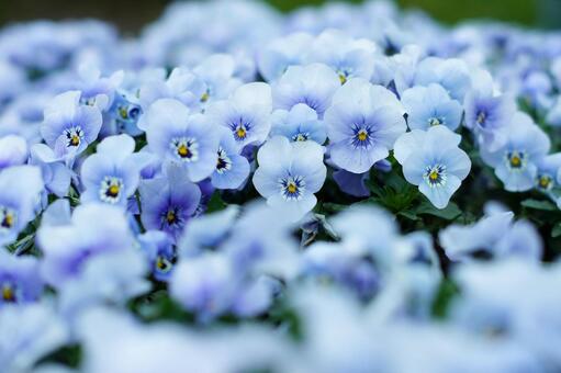 スプリングガーデン-605 スプリングガーデン-605の写真