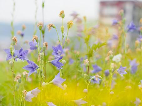 キキョウのさく花壇の夕暮れの風景 桔梗,花畑,キキョウの写真素材