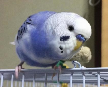 セキセイインコ セキセイインコの写真