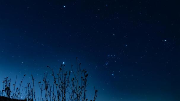 オリオン座を探す枝 木,自然,風景の写真素材