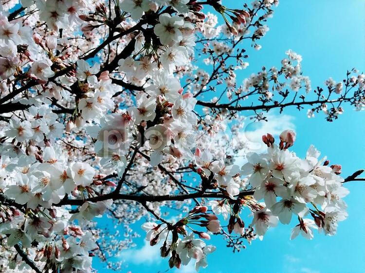 桜70　精神の美　cherryblossoms 桜,サクラ,さくらの写真素材