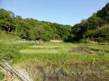 5月の鎌倉中央公園・里山地区の水田風景 5月の鎌倉中央公園・里山地区の水田風景 田畑,田んぼ,畑の写真素材