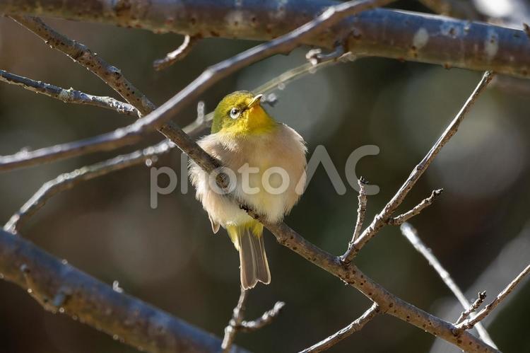 ふっくらメジロ メジロ,野鳥,鳥の写真素材
