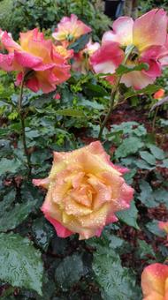 雨上がり、見頃の薔薇 雨上がり、見頃の薔薇の写真