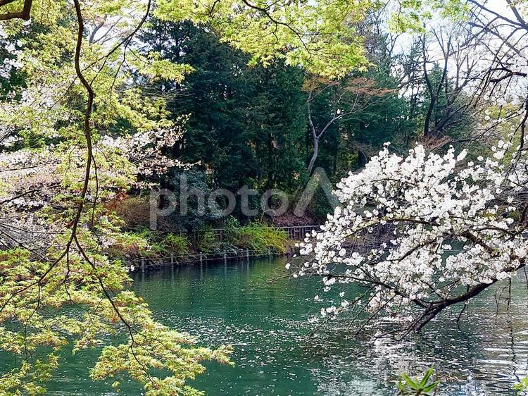 桜と青葉紅葉の井の頭池 桜,ソメイヨシノ,桜の木の写真素材