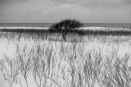 力強く際立つ、遠別原野の冬の息吹 雪原,樹木,雪の写真素材