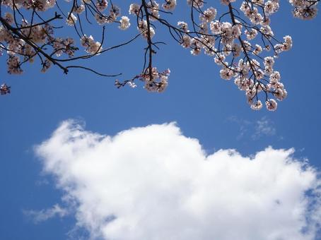 Photo, april, cherry blossoms, petal, 