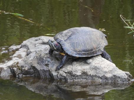 ミドリガメ ミドリガメ,ミシシッピアカミミガメ,亀の写真素材