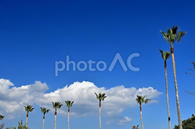 爽やかな青空と白い雲とワシントンパーム 青空,風景,南国の写真素材