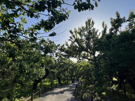 偕楽園 偕楽園,日本三大庭園,水戸の写真素材