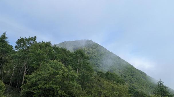Photo, summer, wood, the trees, 