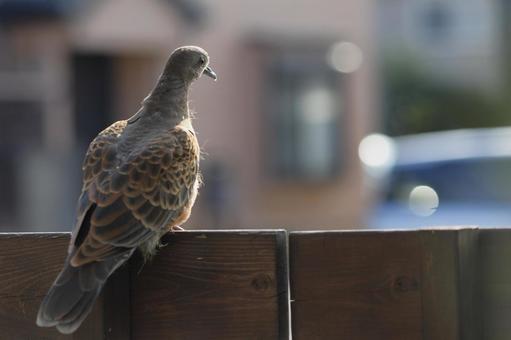 日光浴をするキジバトの幼鳥 キジバト,小鳥,バードウォッチングの写真素材