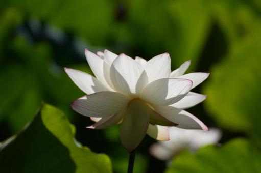 Lotus, JPG