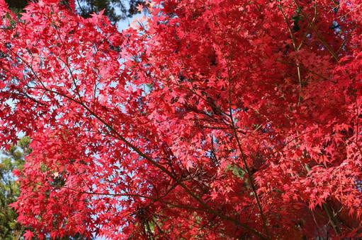秋の紅葉 秋の紅葉の写真