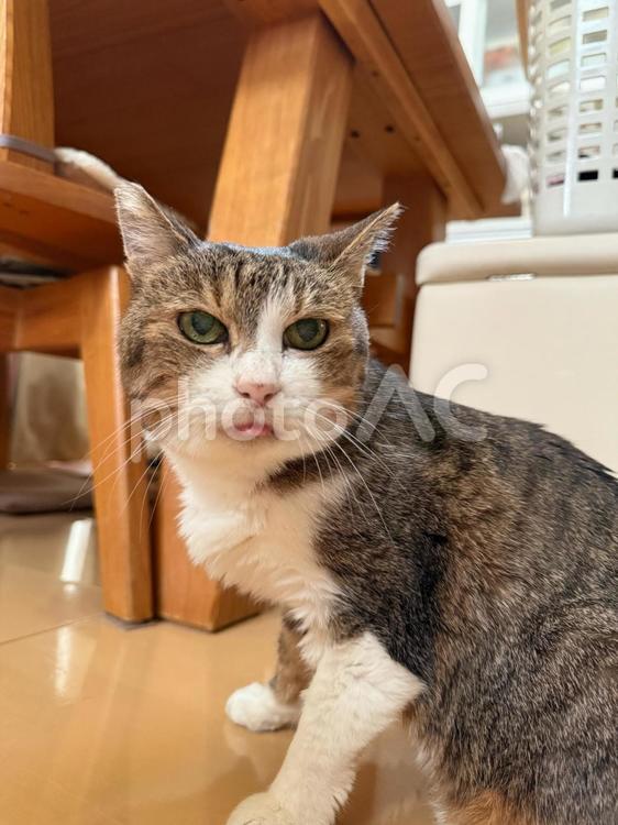 家族Ｈ ねこ,かわいい,癒しの写真素材
