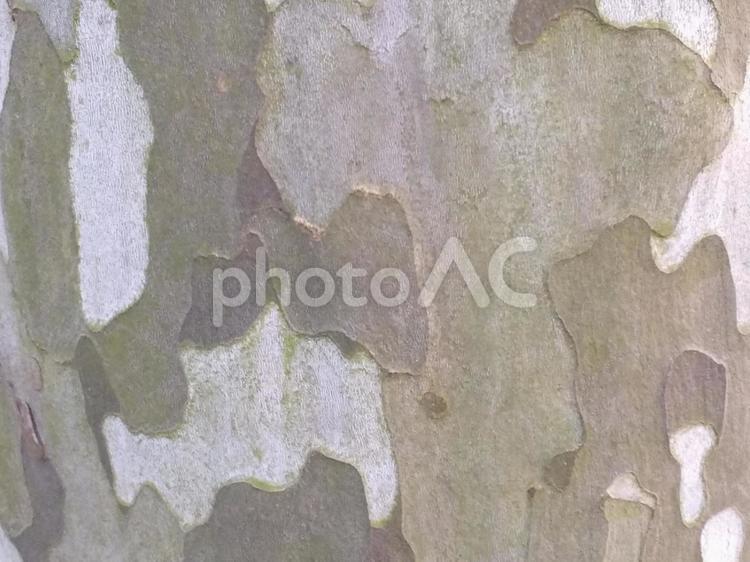 木の皮 木,幹,皮の写真素材