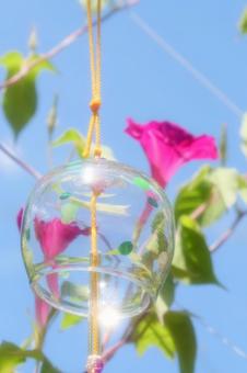 風鈴とアサガオ 風鈴とアサガオ 風鈴,アサガオ,花の写真素材