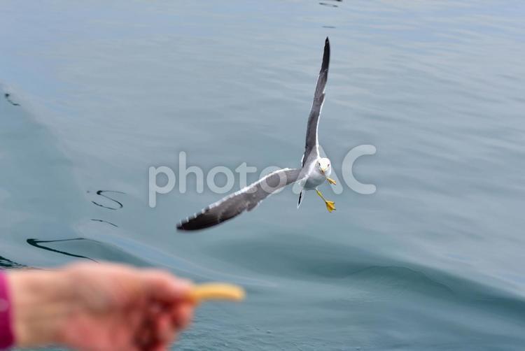餌をねらうウミネコ 鳥,自然,海の写真素材